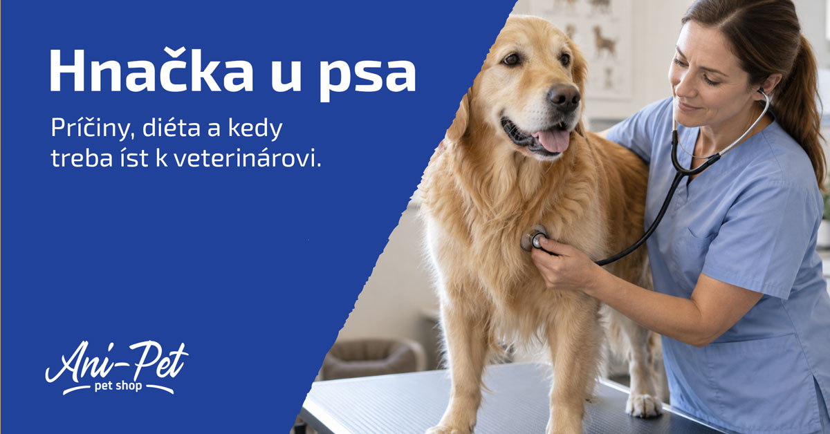 Hnačka u psa: príčiny, diéta pri hnačke a kedy ísť k veterinárovi